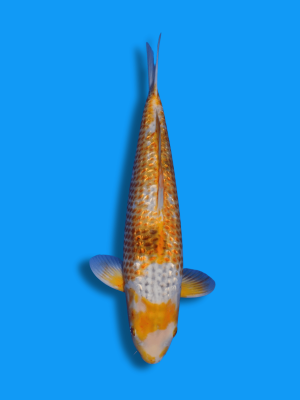 Ginrin Golden Corn | Koi&Co.